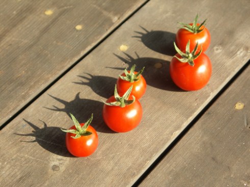 Tomatoes
