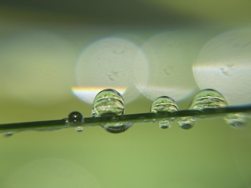 Grass Tree Droplets, 1