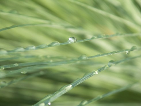 Grass Tree Droplets, 2