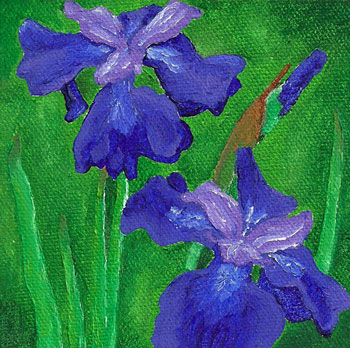 Purple Irises